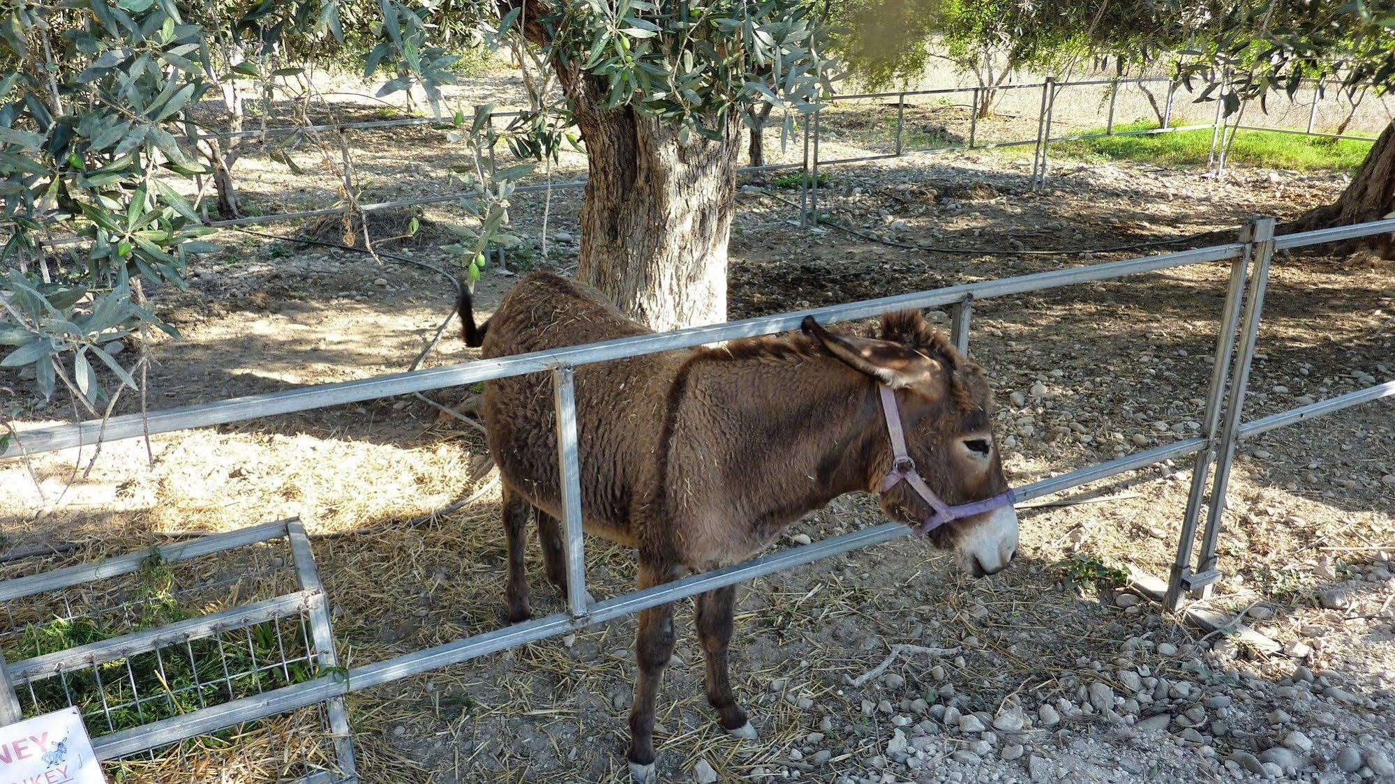 Hadjios Valley Mazotos Extérieur photo